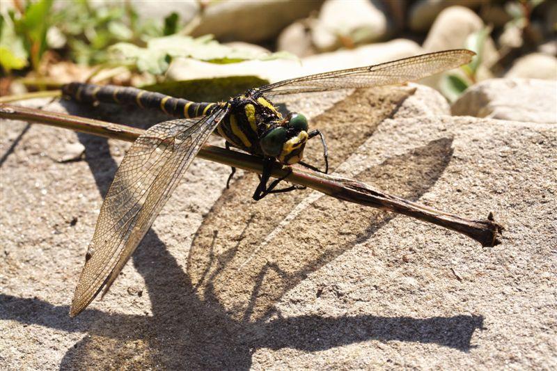 Da identificare.... - Cordulegaster bidentata (femmina)